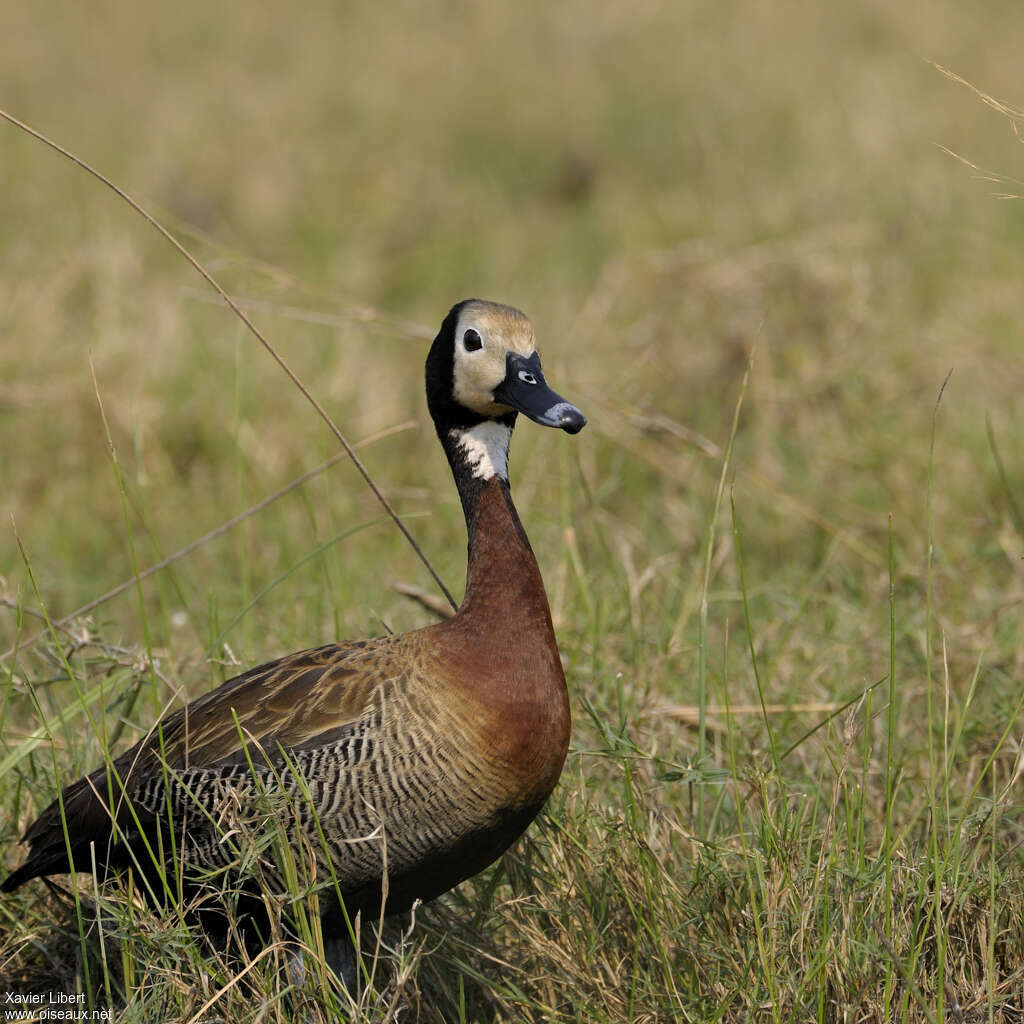 Dendrocygne veufadulte, portrait