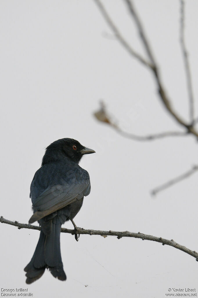 Fork-tailed Drongoadult, identification