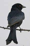 Fork-tailed Drongo