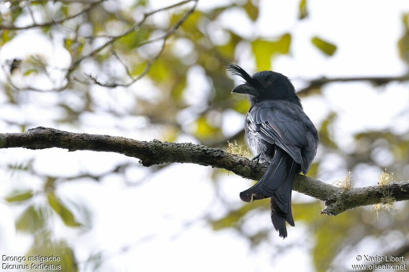 Drongo malgache, identification