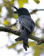 Crested Drongo