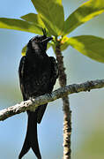 Crested Drongo