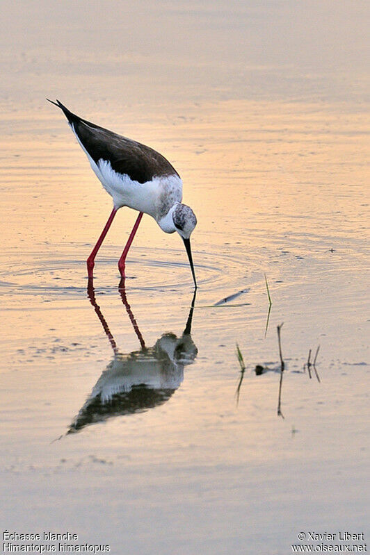 Échasse blanche, identification