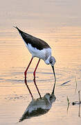 Black-winged Stilt