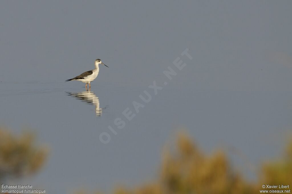 Black-winged Stiltjuvenile, identification