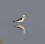 Black-winged Stilt