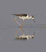 Black-winged Stilt