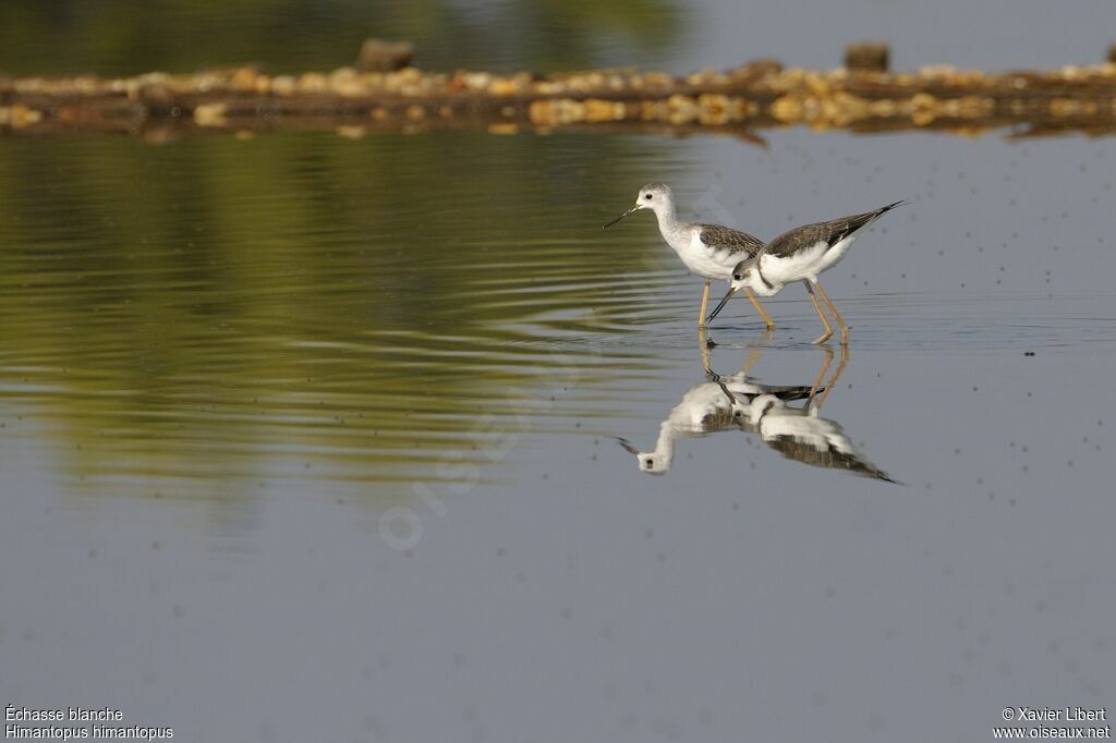 Black-winged Stiltjuvenile, identification