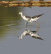 Black-winged Stilt