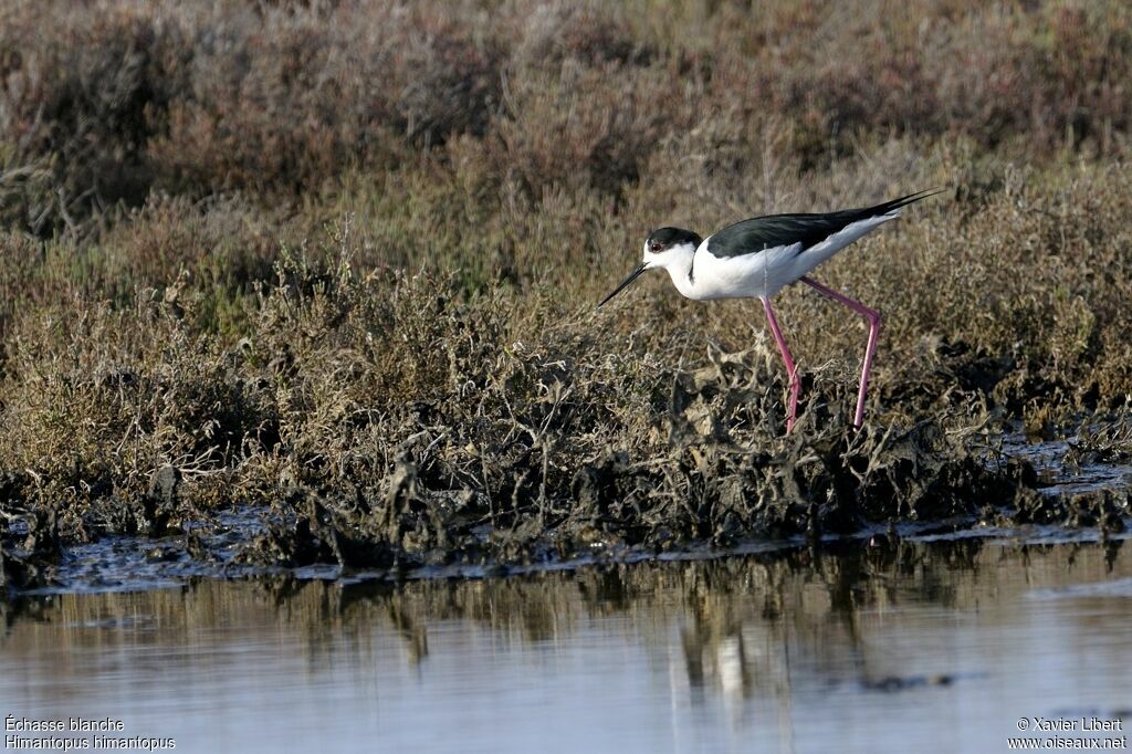 Échasse blanche mâle adulte, identification