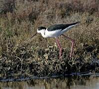 Black-winged Stilt