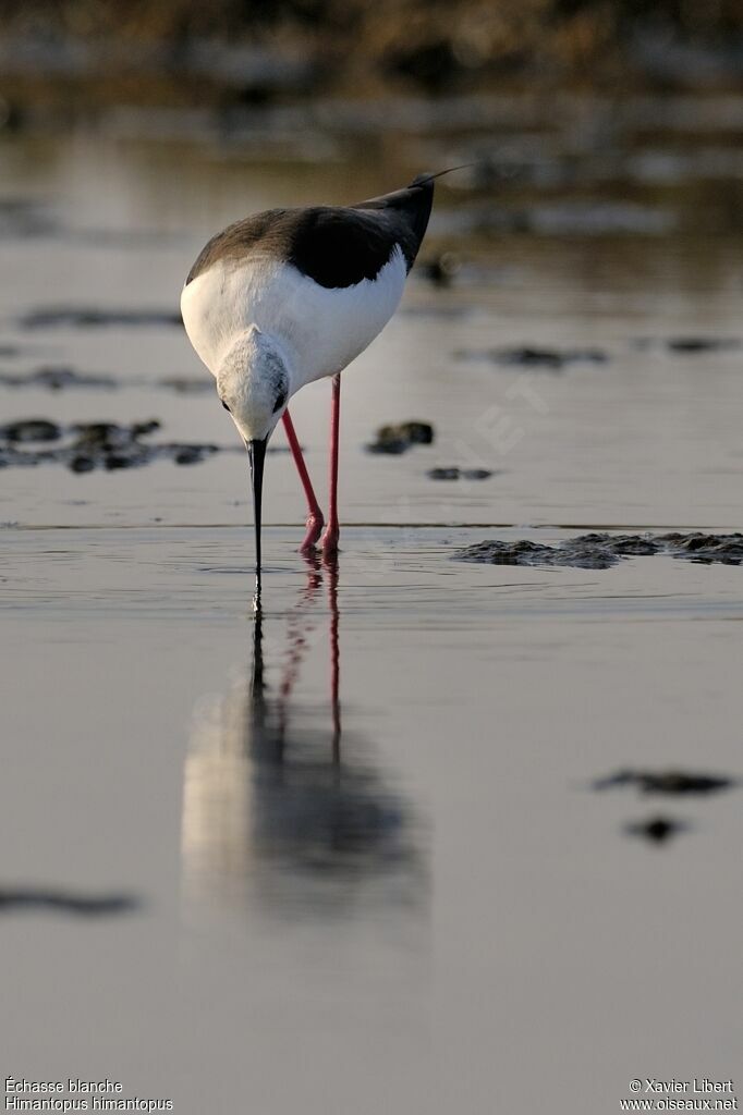 Black-winged Stilt female adult, identification