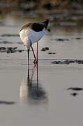 Black-winged Stilt