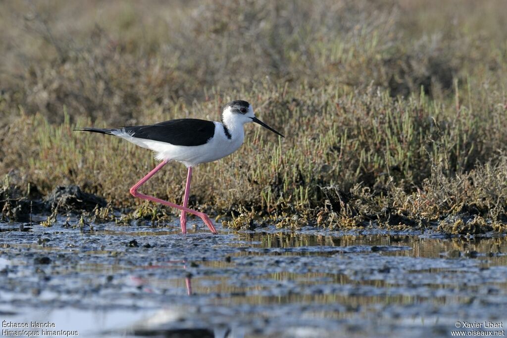 Black-winged Stilt male adult, identification