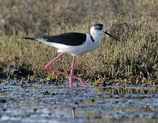 Black-winged Stilt