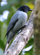 Madagascar Cuckooshrike