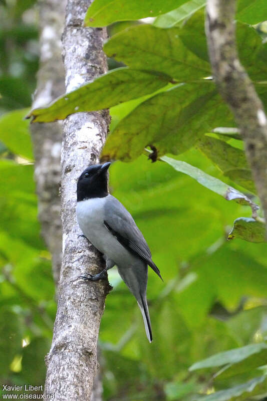 Madagascar Cuckooshrike, identification