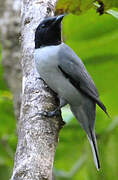 Madagascar Cuckooshrike