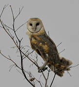 Western Barn Owl