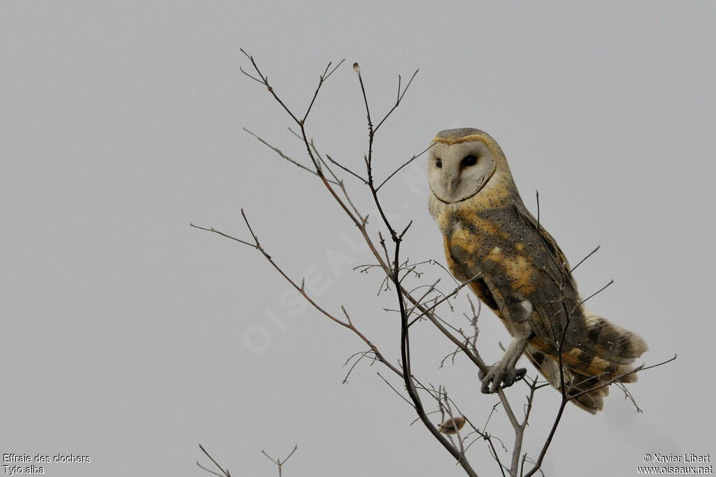 Western Barn Owladult, identification