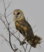 Western Barn Owl