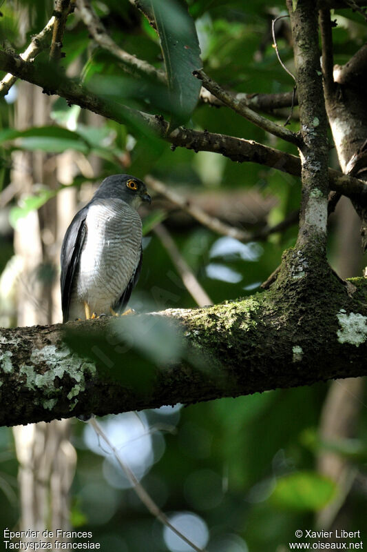 Frances's Sparrowhawk, identification