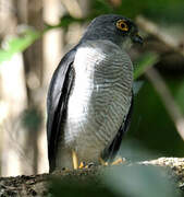 Frances's Sparrowhawk