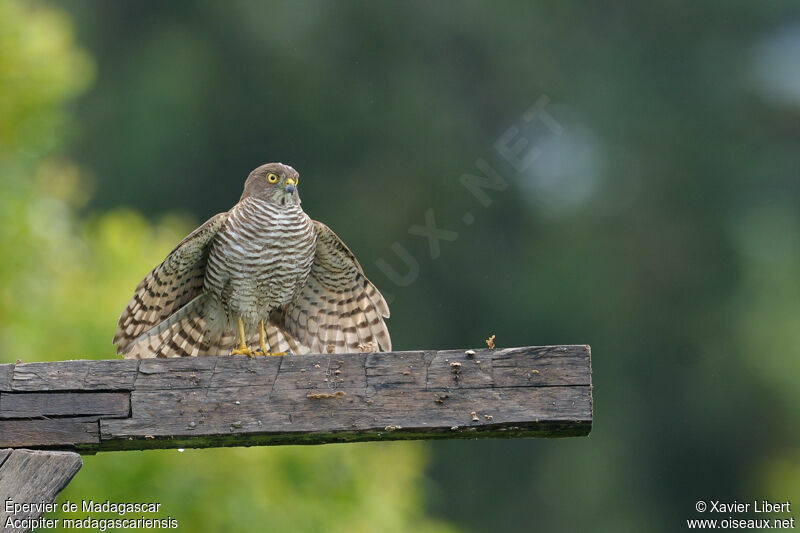 Madagascan Sparrowhawk, identification