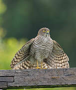 Madagascan Sparrowhawk