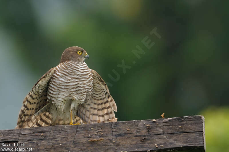 Épervier de Madagascar, identification