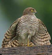 Madagascan Sparrowhawk