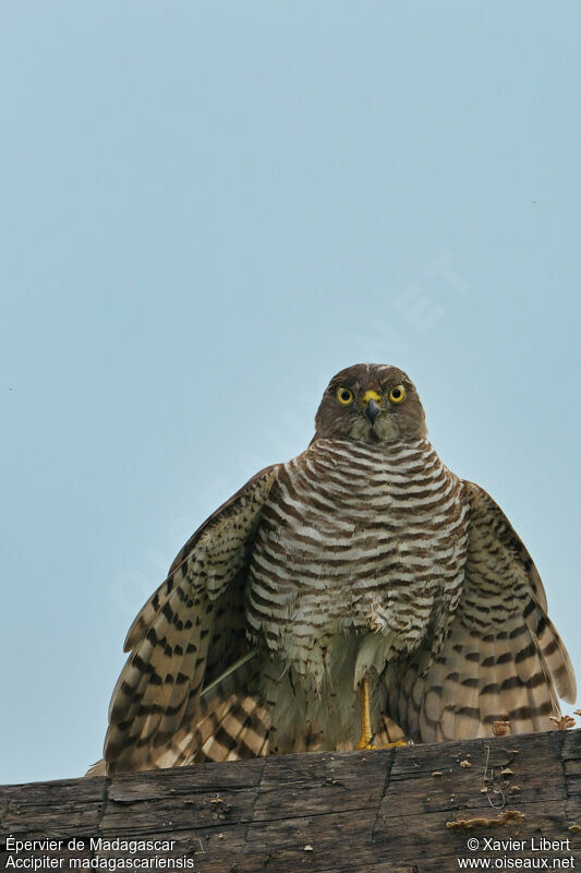 Madagascar Sparrowhawk, identification