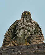 Madagascan Sparrowhawk