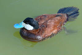 Ruddy Duck