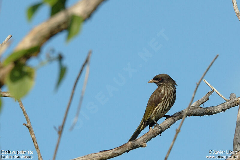 Esclave palmiste, identification