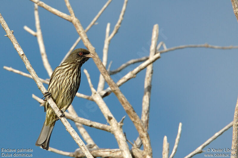 Palmchat, identification