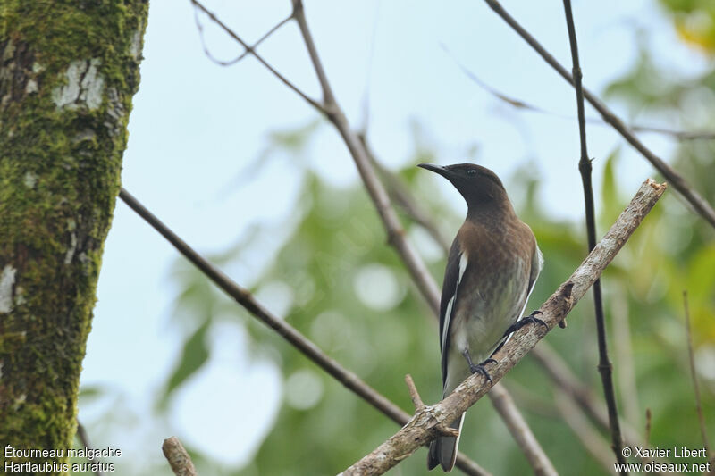 Étourneau malgache, identification