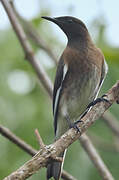 Madagascan Starling