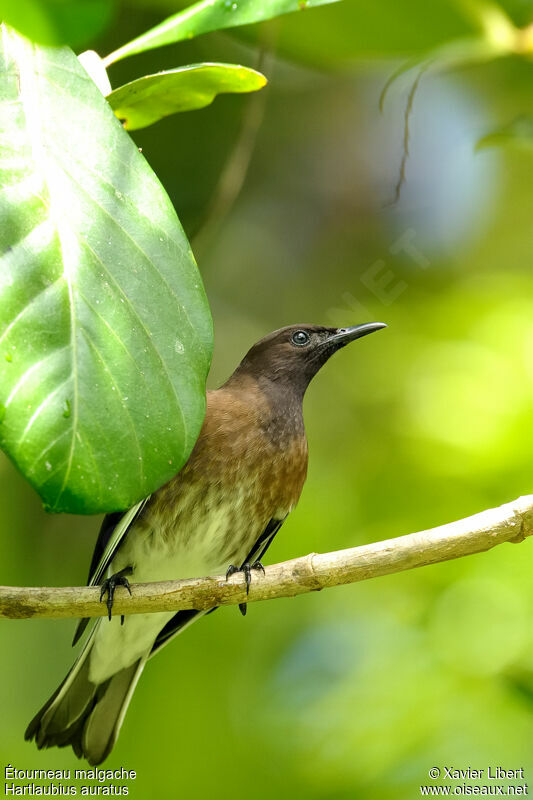 Étourneau malgache, identification