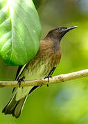 Madagascar Starling