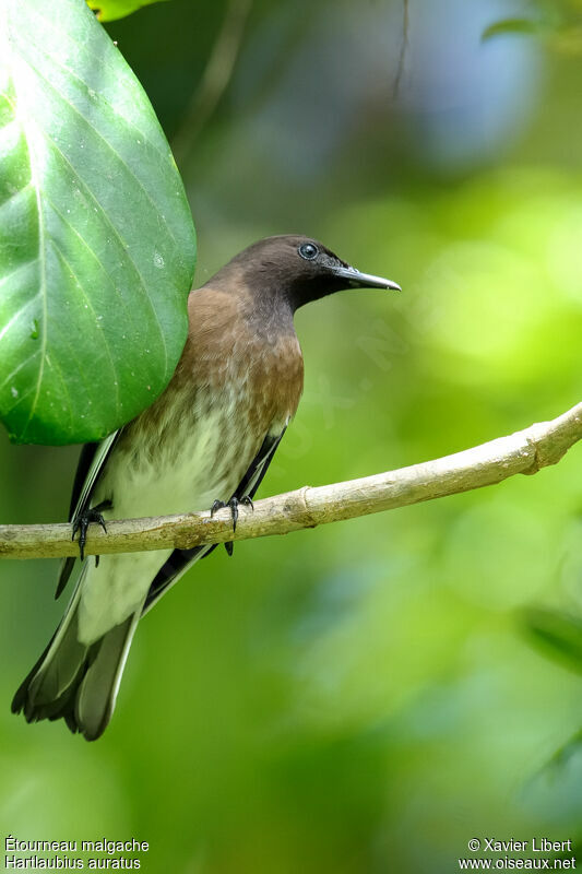 Étourneau malgache, identification