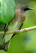 Madagascan Starling