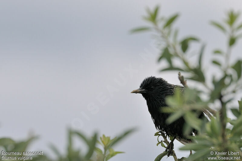 Common Starlingadult, identification