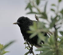 Common Starling