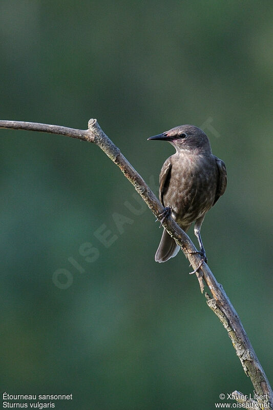 Étourneau sansonnetjuvénile, identification