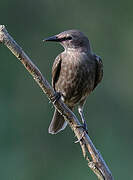 Common Starling