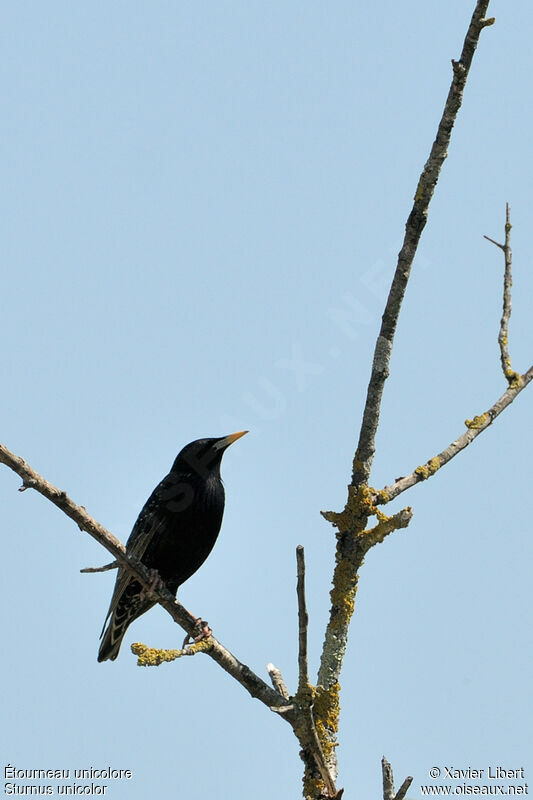 Spotless Starling, identification