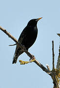 Spotless Starling