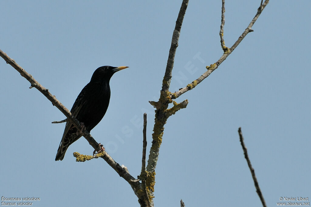 Spotless Starling, identification