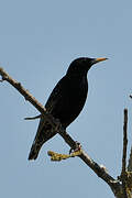 Spotless Starling